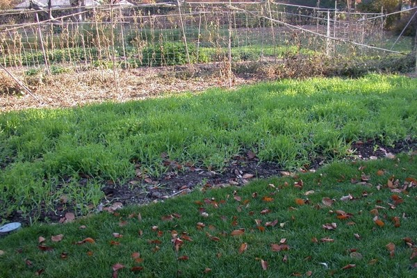 green manure in the fall which is better