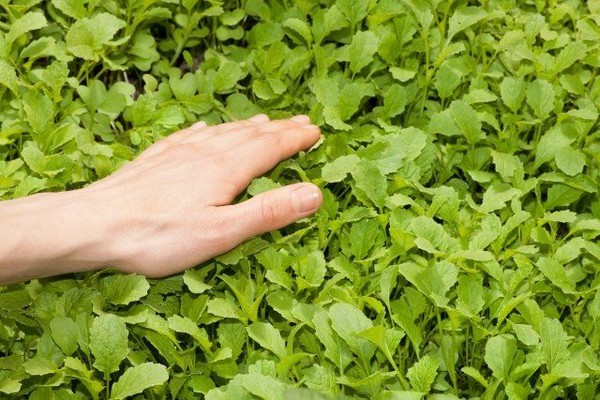 what green manure to sow in autumn