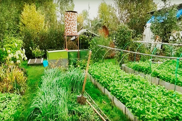 planting green manure in autumn