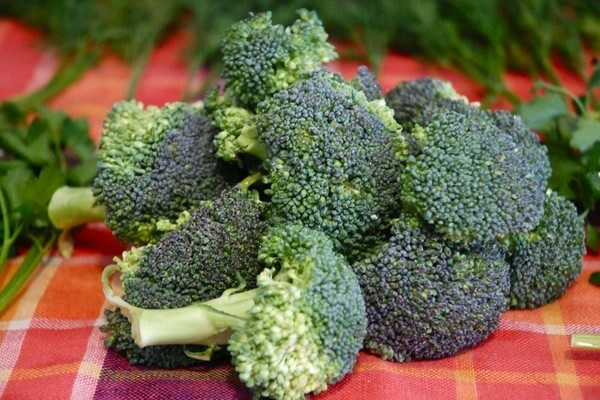 zbierať brokolicu