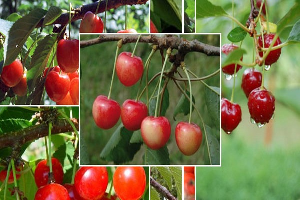 cherry variety