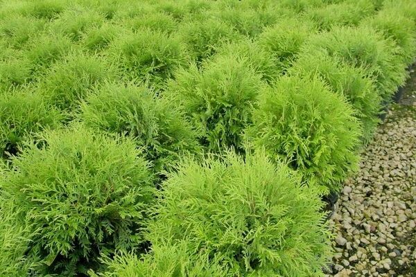 thuja species and varieties with photos