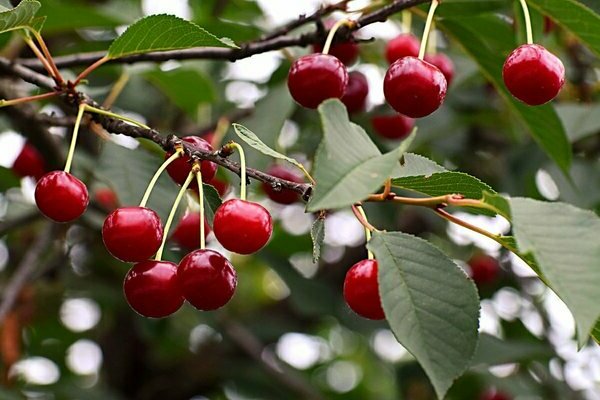 Cherry ripe