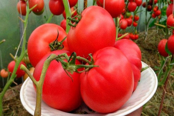 ulasan jenis tomato