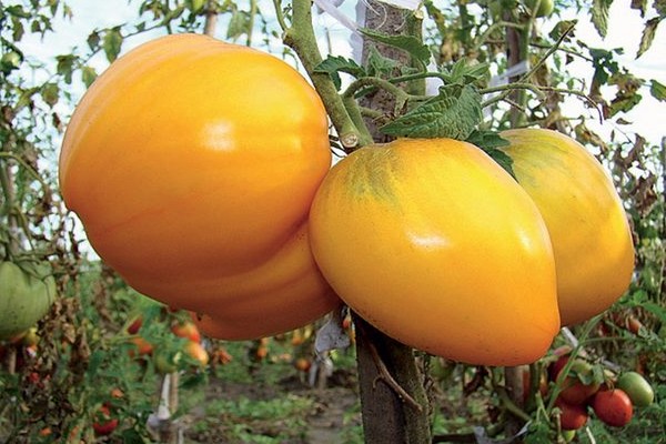 avis sur les variétés de tomates