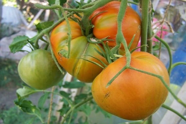 revisiones de variedad de tomate