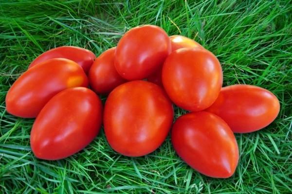 tomatsorter anmeldelser