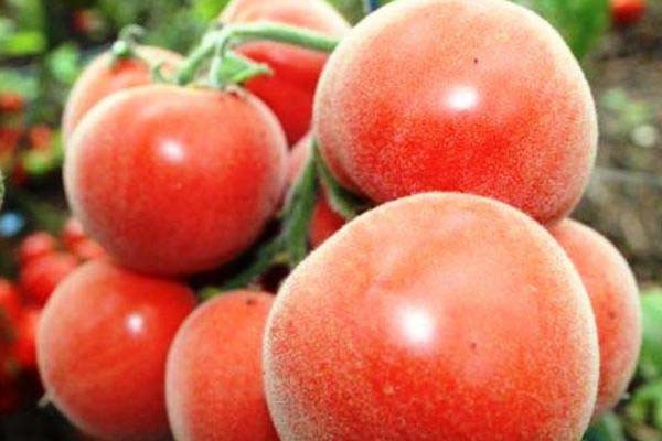 revisiones de variedades de tomate