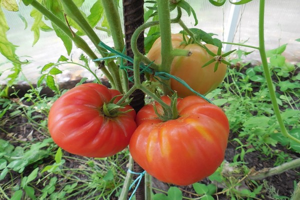 ulasan jenis tomato