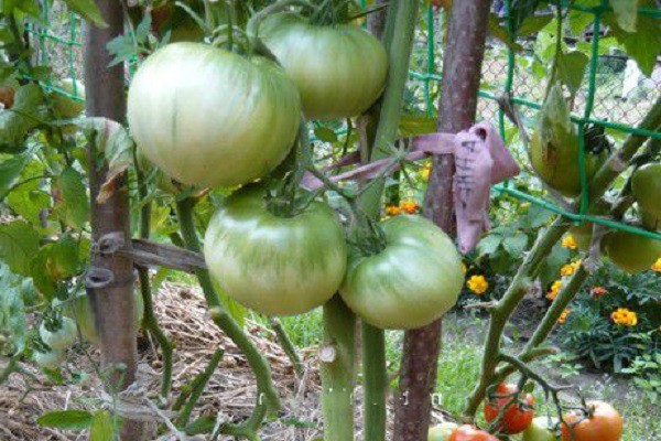 beoordelingen van tomatenrassen