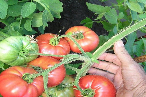 ressenyes de varietats de tomàquet