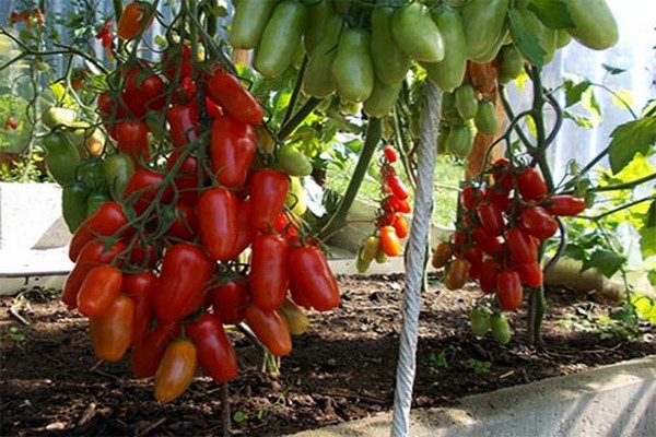 revisiones de variedad de tomate