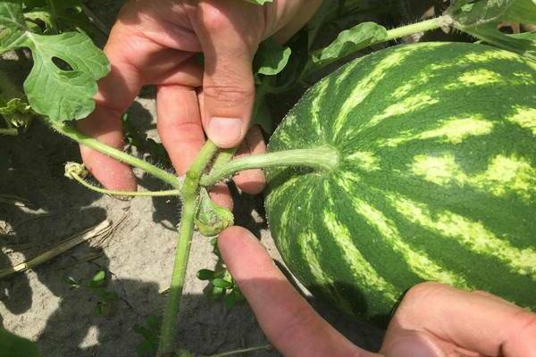 modenhet av vannmelon i hagen