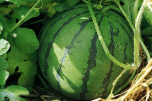 ripeness of watermelon in the garden