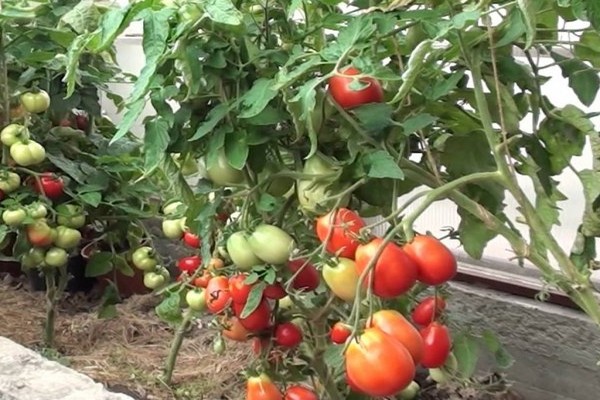 paradajka stolypin recenzie fotografie