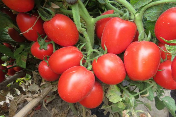 Характеристика на доматен столипин