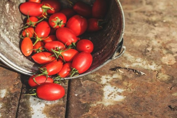 pomidorų stolypino charakteristika