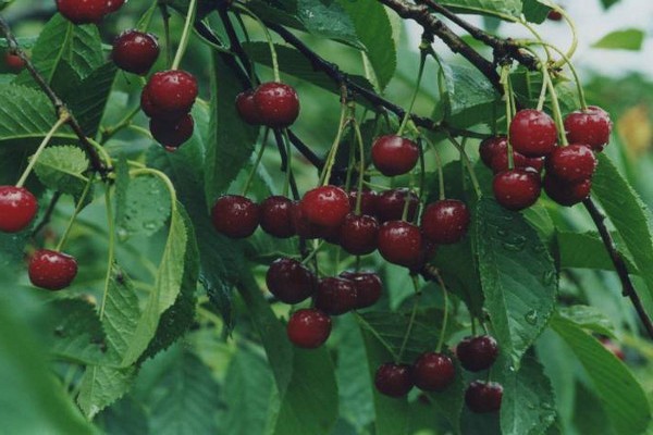 cherry variety