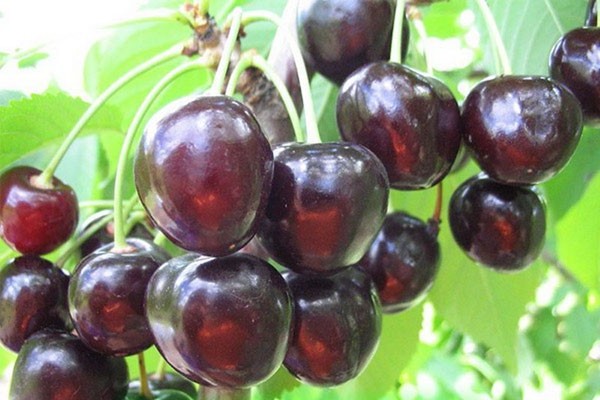 cherry varieties reviews