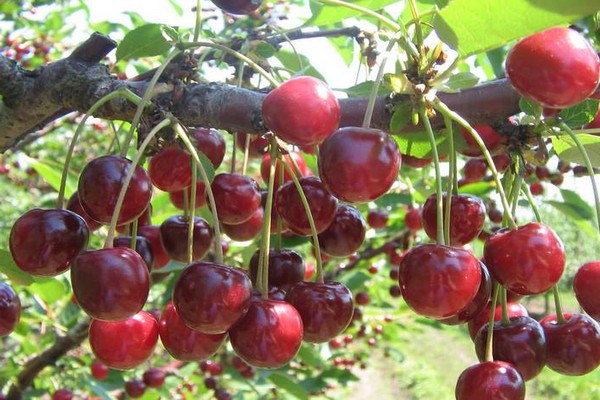 cherry varieties photo