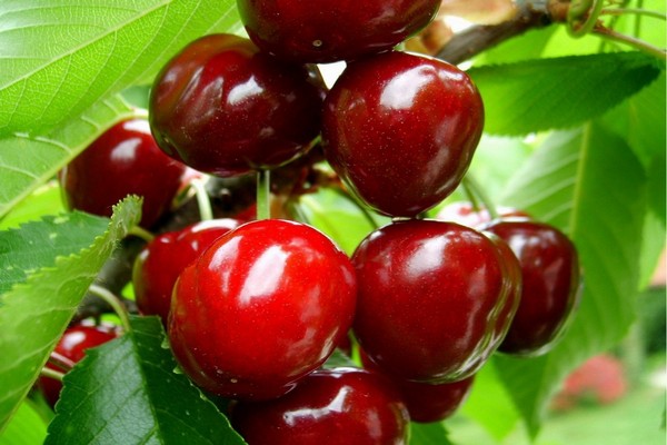 cherry variety description