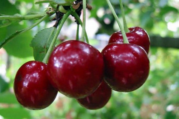cherry variety description