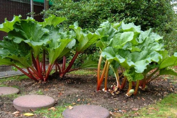 gambar tangut rhubarb