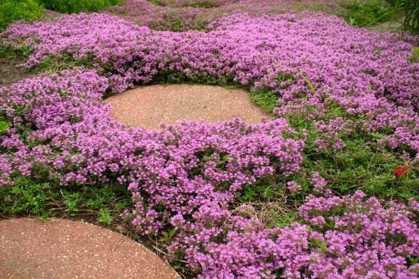 properties of creeping thyme