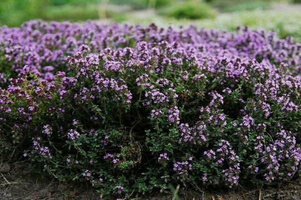 thyme creeping care