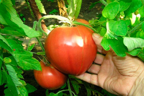 Tomato Alsou: description of the variety, characteristics