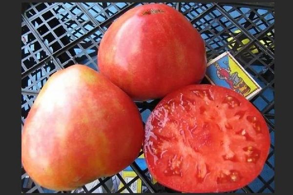 Tomato Alsou: description of the variety, advantages and disadvantages