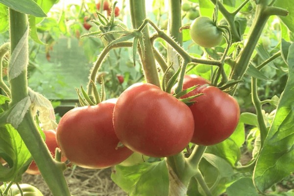 Tomato Alsou: photo, growing rules