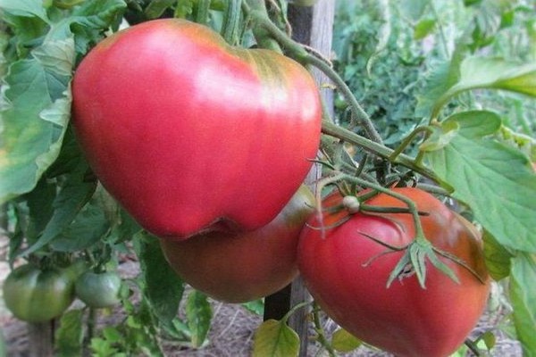 Tomatensorte Batianya