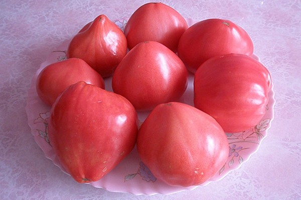 Tomatenfoto