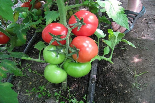 foto ulasan pengisian putih tomato