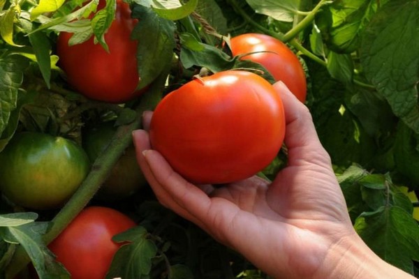gambar menuangkan putih tomato