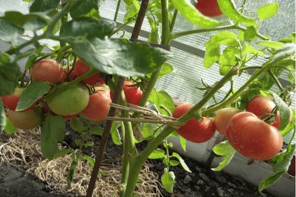 pomidorų lėlės nuotrauka