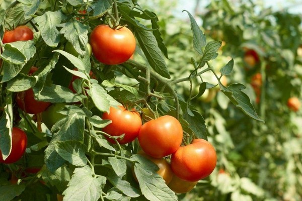 gambar ulasan boneka tomato