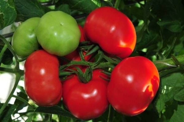 Tomatenpuppe charakteristisch