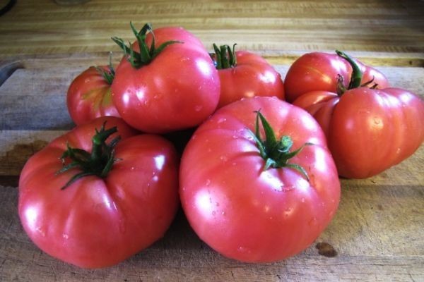 tomate Mikado