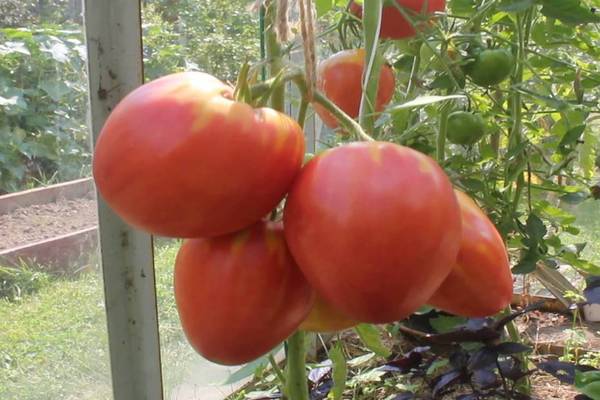 mikado à la tomate