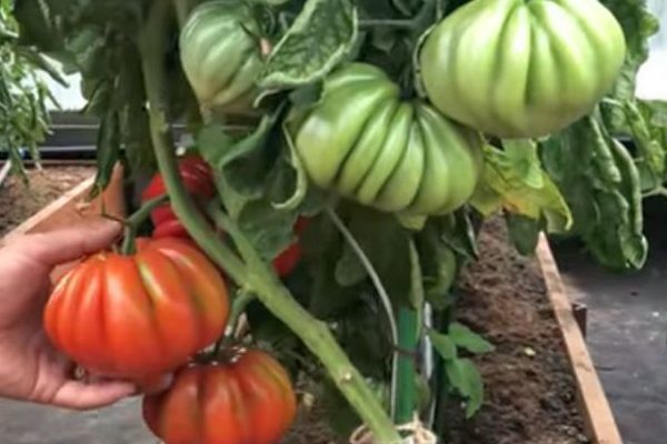 tomato nina characteristic