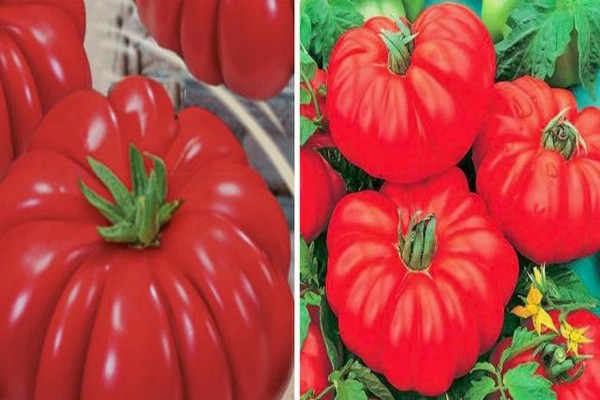 tomato nina characteristic