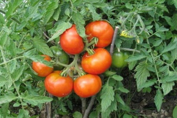 Description de la variété de tomate de Sibérie