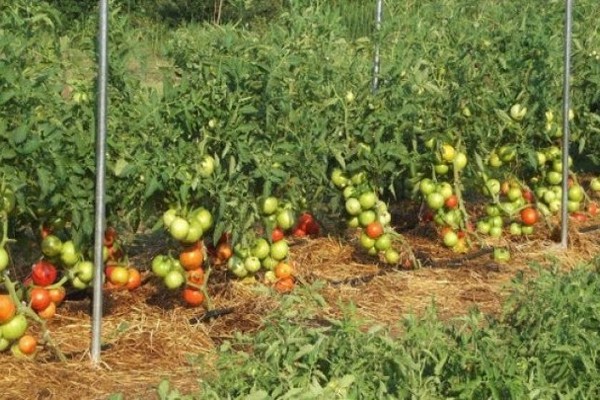 Siberian tomato photo reviews