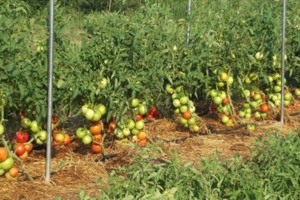 Reseñas de fotografías de tomate siberiano