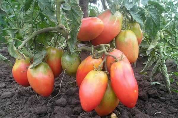 tomato merah jambu