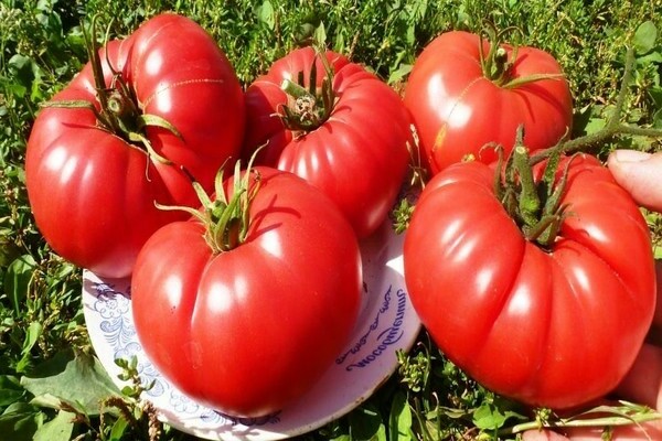 Tomato Bovine Heart