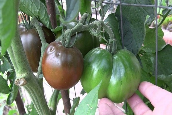 tomato variety black prince