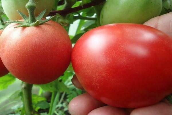 paradajka Demidov